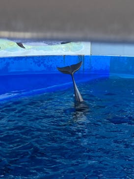 大分マリーンパレス水族館 「うみたまご」に投稿された画像（2023/1/3）