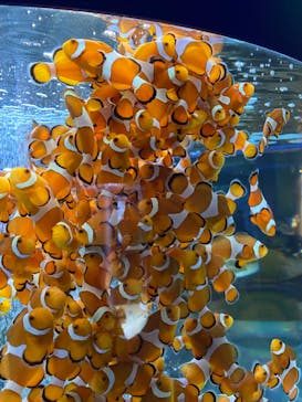 鴨川シーワールドに投稿された画像（2023/1/3）