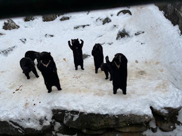 奥飛騨クマ牧場に投稿された画像（2023/1/3）