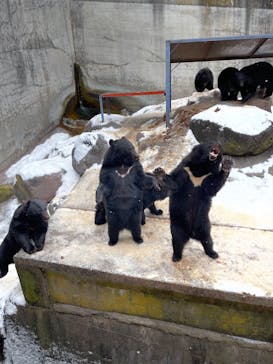 奥飛騨クマ牧場に投稿された画像（2023/1/3）