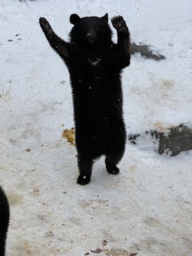 奥飛騨クマ牧場に投稿された画像（2023/1/3）