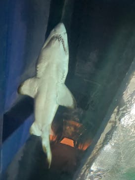 アクアワールド茨城県大洗水族館に投稿された画像（2023/1/3）