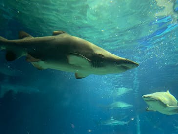 アクアワールド茨城県大洗水族館に投稿された画像（2023/1/3）
