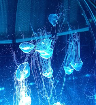 名古屋港水族館に投稿された画像（2023/1/3）