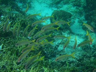 宮古島 ADVENTURE PiPi（ミヤコジマ アドベンチャー ピピ）に投稿された画像（2023/1/3）