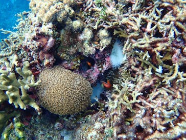 宮古島マリン SUGAR3（シュガースリー）に投稿された画像（2023/1/3）