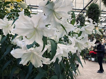 なばなの里に投稿された画像（2023/1/3）