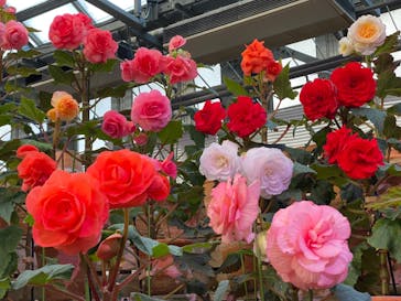 なばなの里に投稿された画像（2023/1/3）