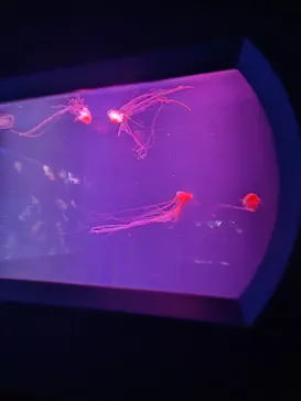 すみだ水族館に投稿された画像（2023/1/3）