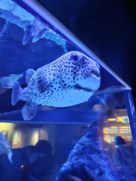 すみだ水族館に投稿された画像（2023/1/3）