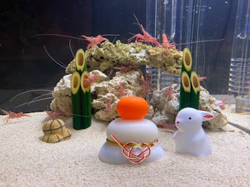 環境水族館アクアマリンふくしまに投稿された画像（2023/1/3）