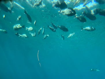 串本海中公園水族館に投稿された画像（2023/1/3）