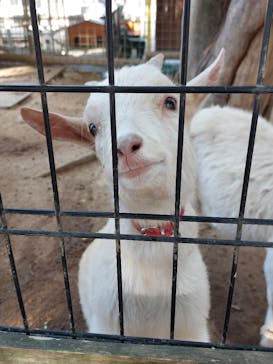 しろとり動物園に投稿された画像（2023/1/3）