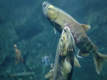 サケのふるさと 千歳水族館に投稿された画像（2023/1/3）