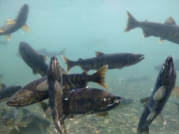 サケのふるさと 千歳水族館に投稿された画像（2023/1/3）