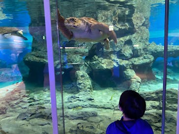 名古屋港水族館に投稿された画像（2023/1/3）