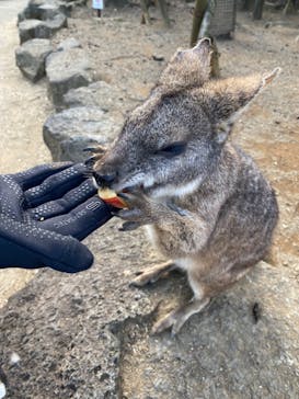 伊豆シャボテン動物公園に投稿された画像（2023/1/3）
