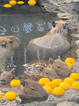 伊豆シャボテン動物公園に投稿された画像（2023/1/3）