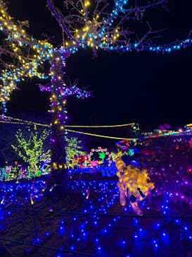 伊豆ぐらんぱる公園に投稿された画像（2023/1/3）