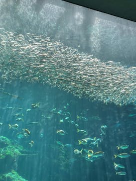 九十九島水族館海きららに投稿された画像（2023/1/3）