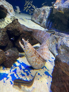 サンシャイン水族館に投稿された画像（2023/1/4）