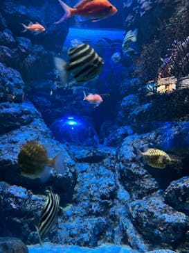 名古屋港水族館に投稿された画像（2023/1/4）