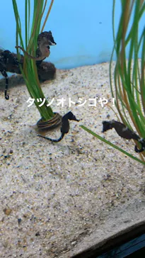 仙台うみの杜水族館に投稿された画像（2023/1/4）
