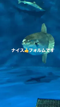 仙台うみの杜水族館に投稿された画像（2023/1/4）