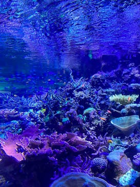 名古屋港水族館に投稿された画像（2023/1/4）