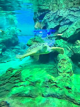 名古屋港水族館に投稿された画像（2023/1/4）