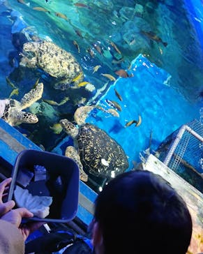 しながわ水族館に投稿された画像（2023/1/4）