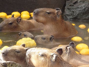 伊豆シャボテン動物公園に投稿された画像（2023/1/4）