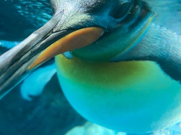 鴨川シーワールドに投稿された画像（2023/1/4）