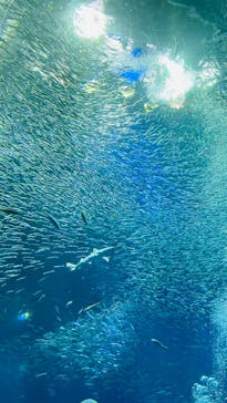 アクアワールド茨城県大洗水族館に投稿された画像（2023/1/4）