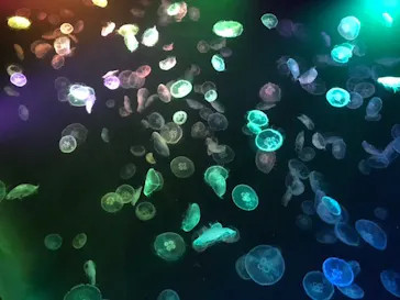 すみだ水族館に投稿された画像（2023/1/4）