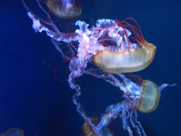 すみだ水族館に投稿された画像（2023/1/4）