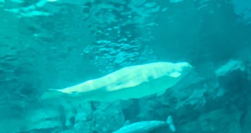 名古屋港水族館に投稿された画像（2023/1/4）