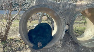 秋吉台自然動物公園 サファリランドに投稿された画像（2023/1/4）