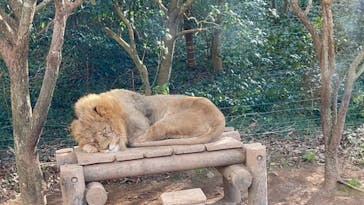 秋吉台自然動物公園 サファリランドに投稿された画像（2023/1/4）