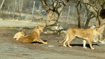 秋吉台自然動物公園 サファリランドに投稿された画像（2023/1/4）