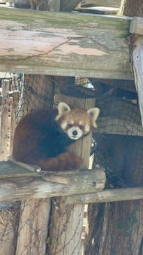 秋吉台自然動物公園 サファリランドに投稿された画像（2023/1/4）