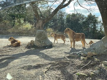 秋吉台自然動物公園 サファリランドに投稿された画像（2023/1/4）