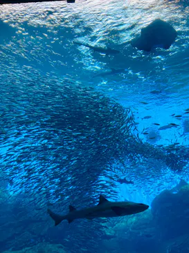 仙台うみの杜水族館に投稿された画像（2023/1/4）