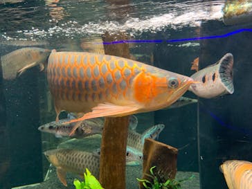 カワスイ 川崎⽔族館に投稿された画像（2023/1/4）