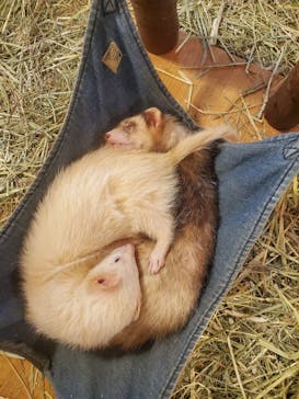 Moff animal cafe イオンモール幕張新都心店に投稿された画像（2023/1/4）