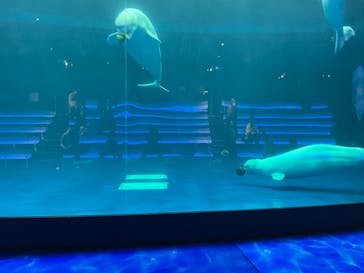 島根県立 しまね海洋館に投稿された画像（2023/1/4）