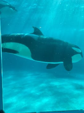 鴨川シーワールドに投稿された画像（2023/1/4）