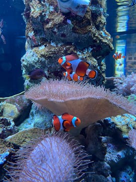 鴨川シーワールドに投稿された画像（2023/1/4）