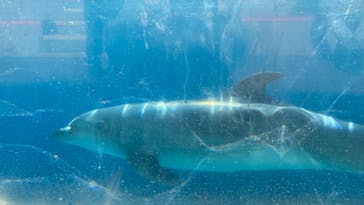 新江ノ島水族館に投稿された画像（2023/1/4）