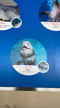 新江ノ島水族館に投稿された画像（2023/1/4）